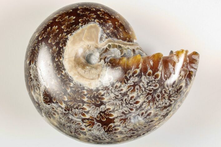 Polished Agatized Ammonite (Phylloceras?) Fossil - Madagascar #200490